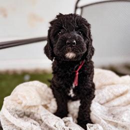 Lil' Bit - Black female Labradoodle puppy in Elizabeth City, North Carolina from Howdy Doodles