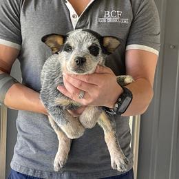 Mable  - Female 2 - Blue female Australian Cattle Dog puppy in Jefferson, South Carolina from Blue Creek Farms