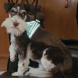 Willow - Miniature Schnauzer