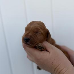 Green Boy - Dark golden male Golden Retriever puppy in Salt Lake City, Utah from Deseret Peak Goldens
