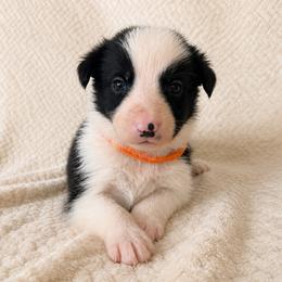 Tripp - Male - Black and white male Border Collie puppy in Avery, Texas from Willa Creek Border Collies