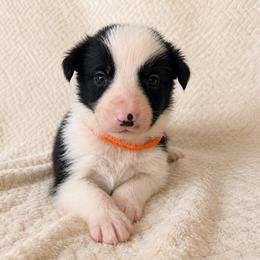 Tripp - Male - Black and white male Border Collie puppy in Avery, Texas from Willa Creek Border Collies