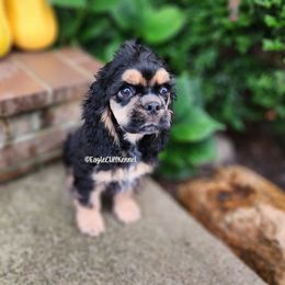 Tan Collar - Black and tan male Cocker Spaniel puppy in Stanford, Kentucky from Eagle Cliff Kennel