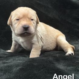 Angel - Yellow female Labrador Retriever puppy in Tigard, Oregon from Morrison Labrador Retreivers