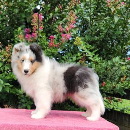 Zane - Blue merle white and tan male Shetland Sheepdog puppy in Memphis, Tennessee from Ambrozia Kennels
