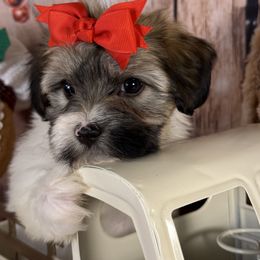 Holly - White female Havanese puppy in Clermont, Florida from Country Sweet Havanese and Creative Coaching
