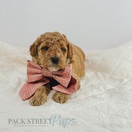 Thingy - Apricot female Goldendoodle puppy in Paxville, South Carolina from Pack Street Pups