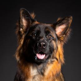 German Shepherds from PAK Shepherds