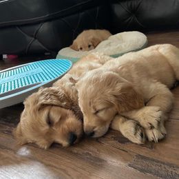 Goldendoodle Puppies from Muddy Acre Pups