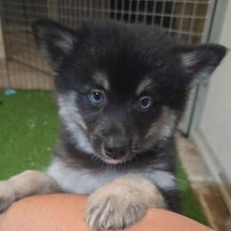Onyx - Black male Pomsky puppy in La/Oc, California from SoCal Pomskies LLC