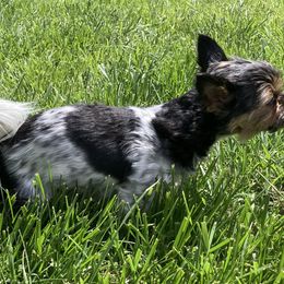 Biewer Terriers from Georgia Mountain Biewers