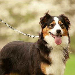 Aussiedoodles from Hearth&Hound Doodles