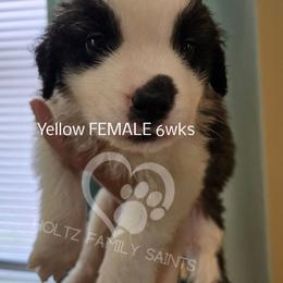 Yellow FEMALE - White and brown female Saint Bernard puppy in Kaukauna, Wisconsin from Holtz Family Saints