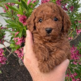 Halo - Red  female Goldendoodle puppy in South Jordan, Utah from Diamond Companions