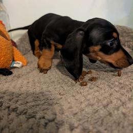 Kai - Black and tan male Dachshund puppy in Crosby, Texas from House of Slinkys