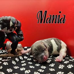 Mania - Blue white and tan male Rat Terrier puppy in Lynn, Alabama from Cryptic Rat Terriers