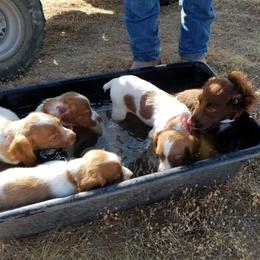 Brittany Puppies from K Nine Birddog Brittanys