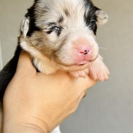 American Corgi Puppies from 5H Corgis