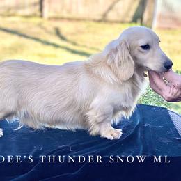 Thunder - Dachshund