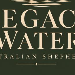 Australian Shepherds from Legacy Water Australian Shepherds