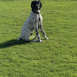German Shorthaired Pointer All Grown Up from Morrison Gun dogs
