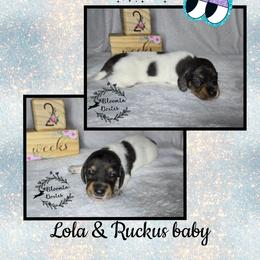 Boy 5 - Piebald male Dachshund puppy in Valrico, Florida from Bloomin Doxies