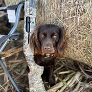 Fey - Boykin Spaniel