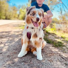 Australian Shepherd Puppies from Trinity Aussies