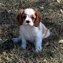 Hudson - Blenheim male Cavalier King Charles Spaniel puppy in Inez, Texas from Londyn Cavaliers