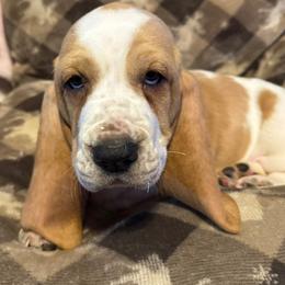 Blue - Mahogany and white male Basset Hound puppy in Poland, Indiana from Bolderosa Bassets