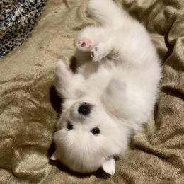 American Eskimo Dogs from Ariabella’s Eskies