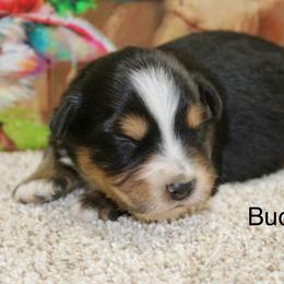 Buck - Black tri male Miniature Australian Shepherd puppy in Ronan, Montana from Dirt Road Aussie’s of Montana