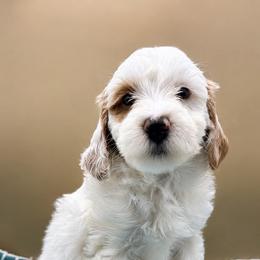 Daiquiri - Parti female Goldendoodle puppy in Hendersonville, North Carolina from Kim's Cove