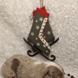 Australian Shepherd Puppies from Firelight Australian Shepherds