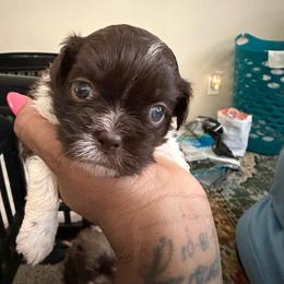 Teddy - Liver and white male Shih Tzu puppy in Buford, Georgia from Shih Tzu by MayMay