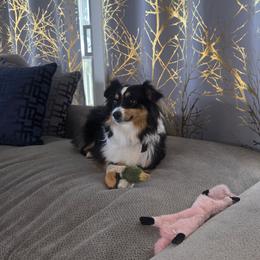 Miniature American Shepherd puppies from BennettValleyAussies