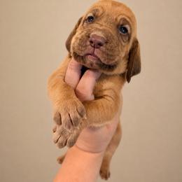 Boy 2 - Red male Bloodhound puppy in Conway, Missouri from Ozark Mountain Kennel