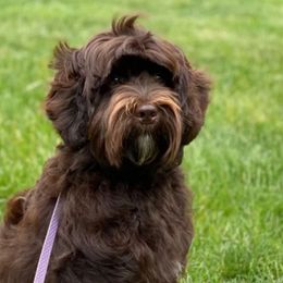 Indie - Australian Labradoodle