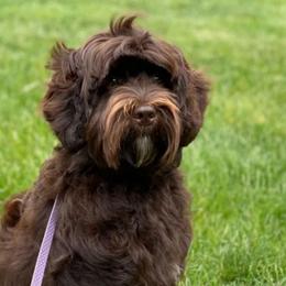 Indie - Australian Labradoodle