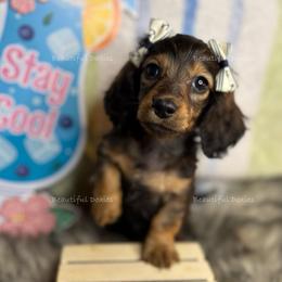 Red soxs - Sable female Dachshund puppy in Washington from Beautiful Doxies