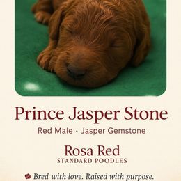 Boy 1 - Red  male Poodle puppy in Woodbridge, Virginia from Rosa Red Standard Poodles