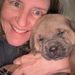 Cane Corso Puppies from Venom Cane Corsos