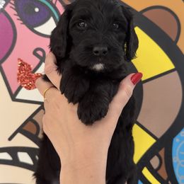 Double Doodle Puppies from Doodle lovers