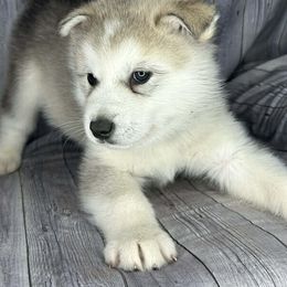 Enzo - Gray and white male Alaskan Malamute puppy in Independence, Virginia from New River Valley Malamutes