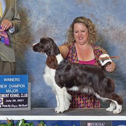 English Springer Spaniels from Sandy Paws English Springer Spaniels