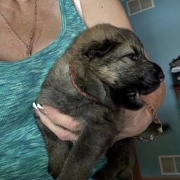 Girl 8 - female German Shepherd puppy in Germantown, Ohio from TNT Pups