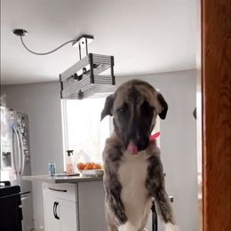 Anatolian Shepherd Dog All Grown Up from Schmahl Family Farms