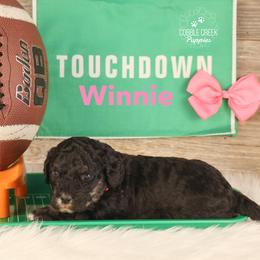 Winnie - Phantom female Bernedoodle puppy in Heyworth, Illinois from Cobble Creek Puppies