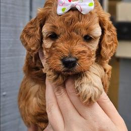 Blonde - Cream female Goldendoodle puppy in Little Rock, Arkansas from Adorable Mini Doodles LLC