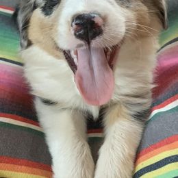 Australian Shepherds from Rocking J Aussies